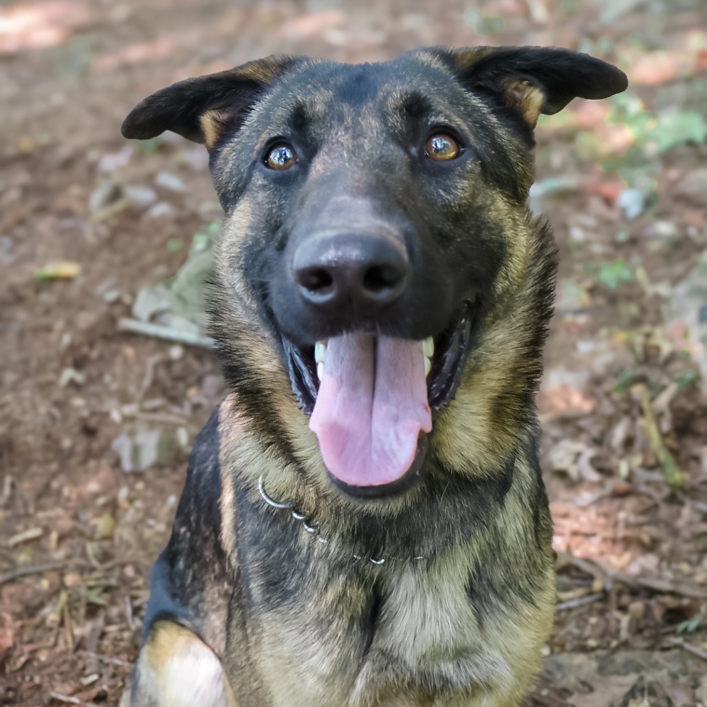 Urgent Call: Adopt Bravo, the Playful Rescue Dog Today!