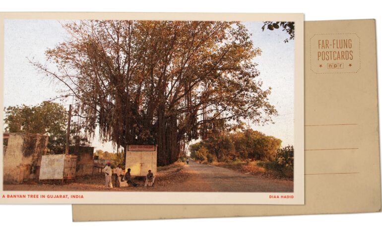 Urgent Update: Gujarat’s Banyan Trees Serve as Life-Giving Hubs