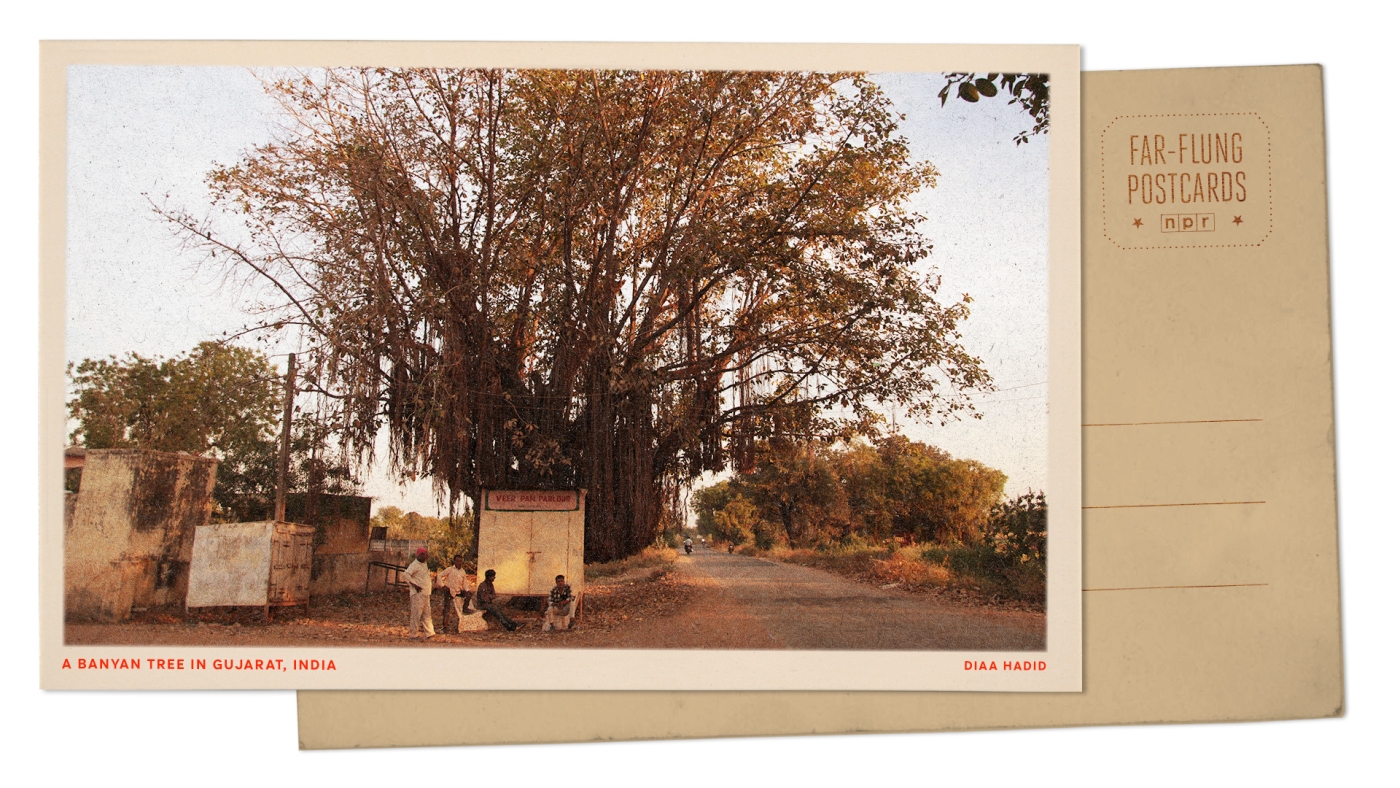 Urgent Update: Gujarat’s Banyan Trees Serve as Life-Giving Hubs