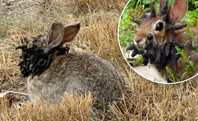 Urgent Warning: ‘Frankenstein’ Rabbits Invade Colorado — Stay Away!