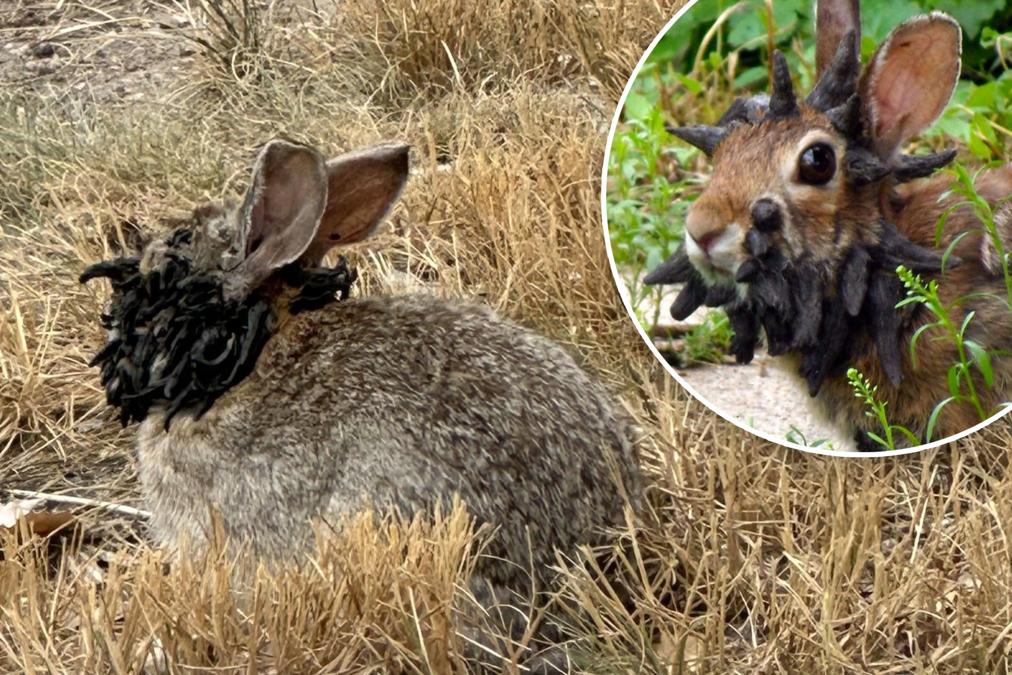 Urgent Warning: ‘Frankenstein’ Rabbits Invade Colorado — Stay Away!