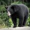 Urgent Warning: National Parks Advise Against Feeding Bears