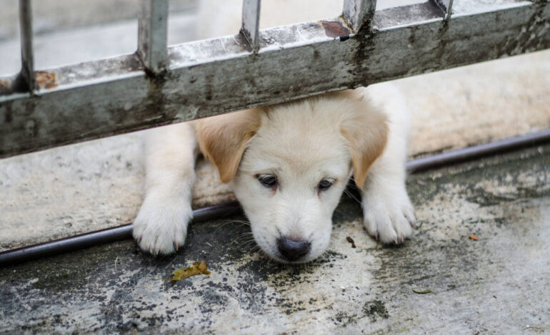 Affordable Spay and Neuter Options Available in East Las Vegas