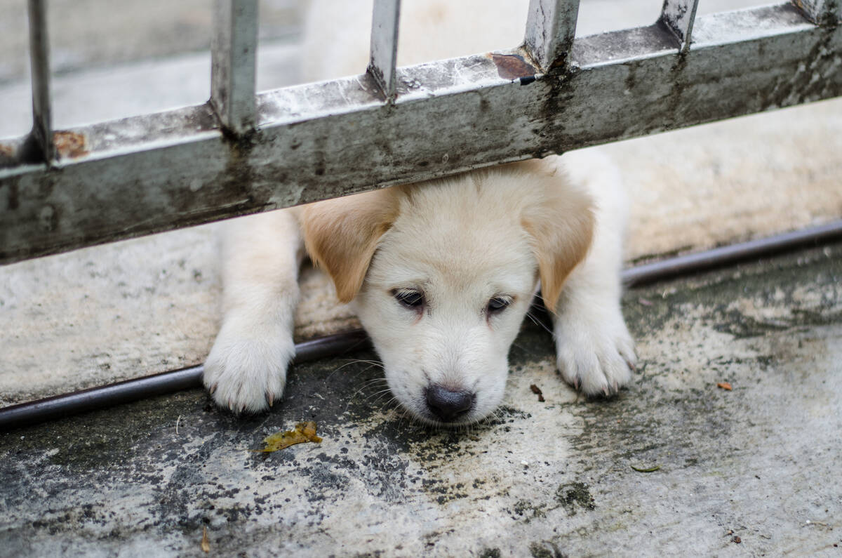 Affordable Spay and Neuter Options Available in East Las Vegas