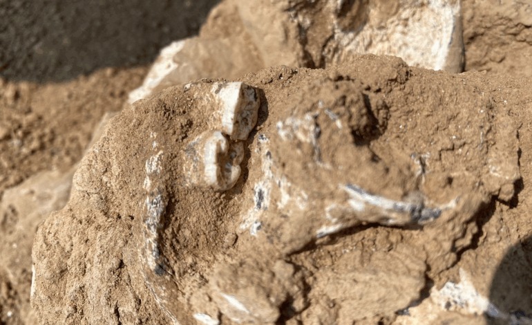 Ancient Jawbone Discovery Reveals Insights into Early Humans