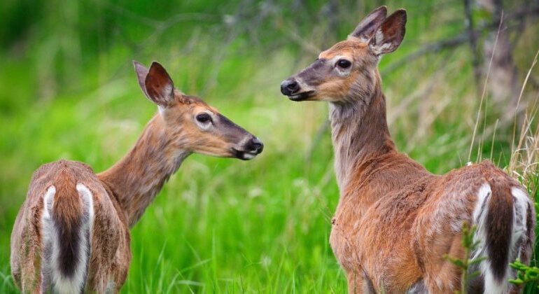 Arkansas Offers FREE Chronic Wasting Disease Testing for Hunters
