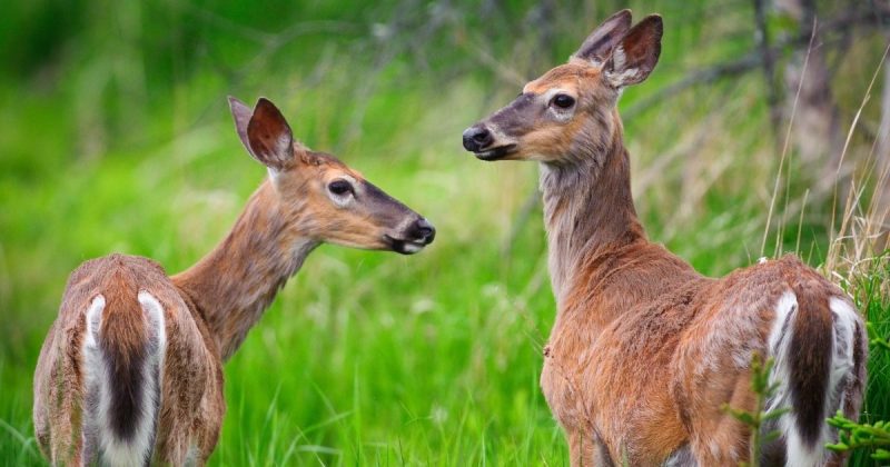 Arkansas Offers FREE Chronic Wasting Disease Testing for Hunters