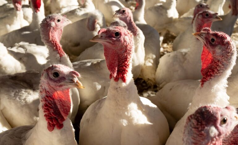 Avian Influenza Spreads to Four More Turkey Farms in Minnesota