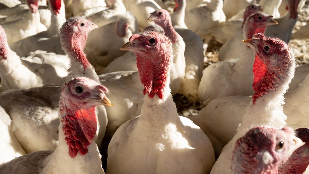 Avian Influenza Spreads to Four More Turkey Farms in Minnesota