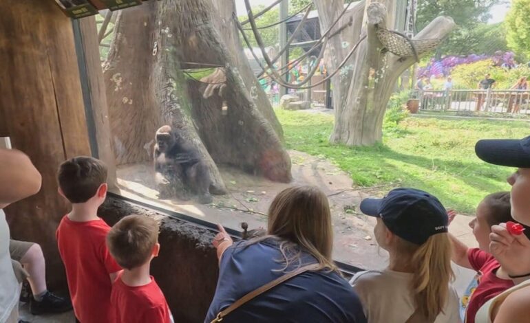 Cancer Patients Celebrate Life at Franklin Park Zoo Festival