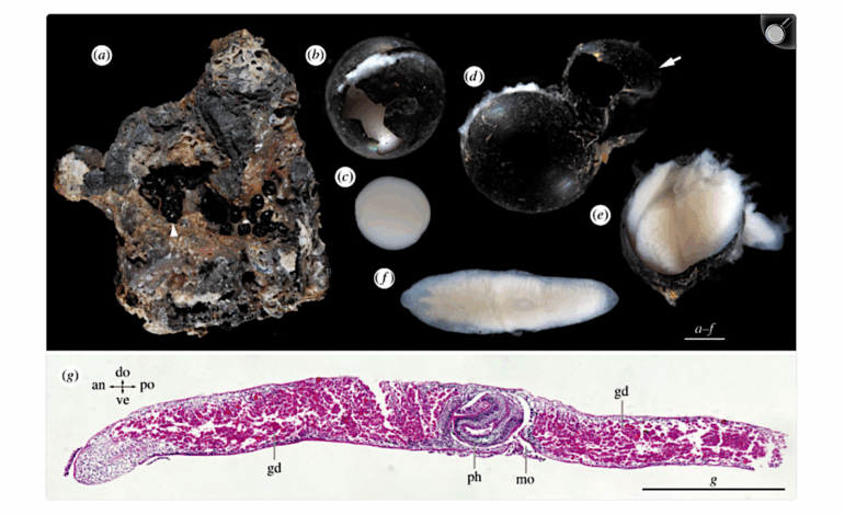 Discovery of Flatworm Cocoons at Abyssal Depths of 6,176 Meters