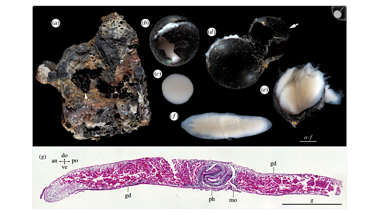 Discovery of Flatworm Cocoons at Abyssal Depths of 6,176 Meters