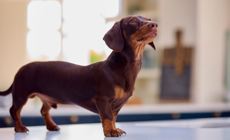 Dog Owner Alarmed by Disturbing Pet Cam Footage While Traveling