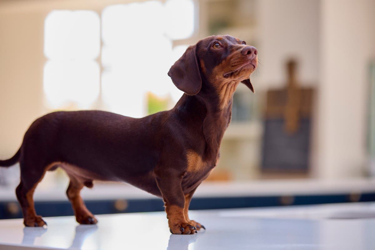 Dog Owner Alarmed by Disturbing Pet Cam Footage While Traveling