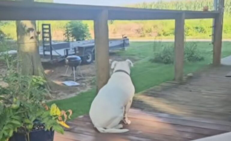 Dog’s Hearing Dilemma: Is Mabel Deaf or Just Selectively Ignoring?