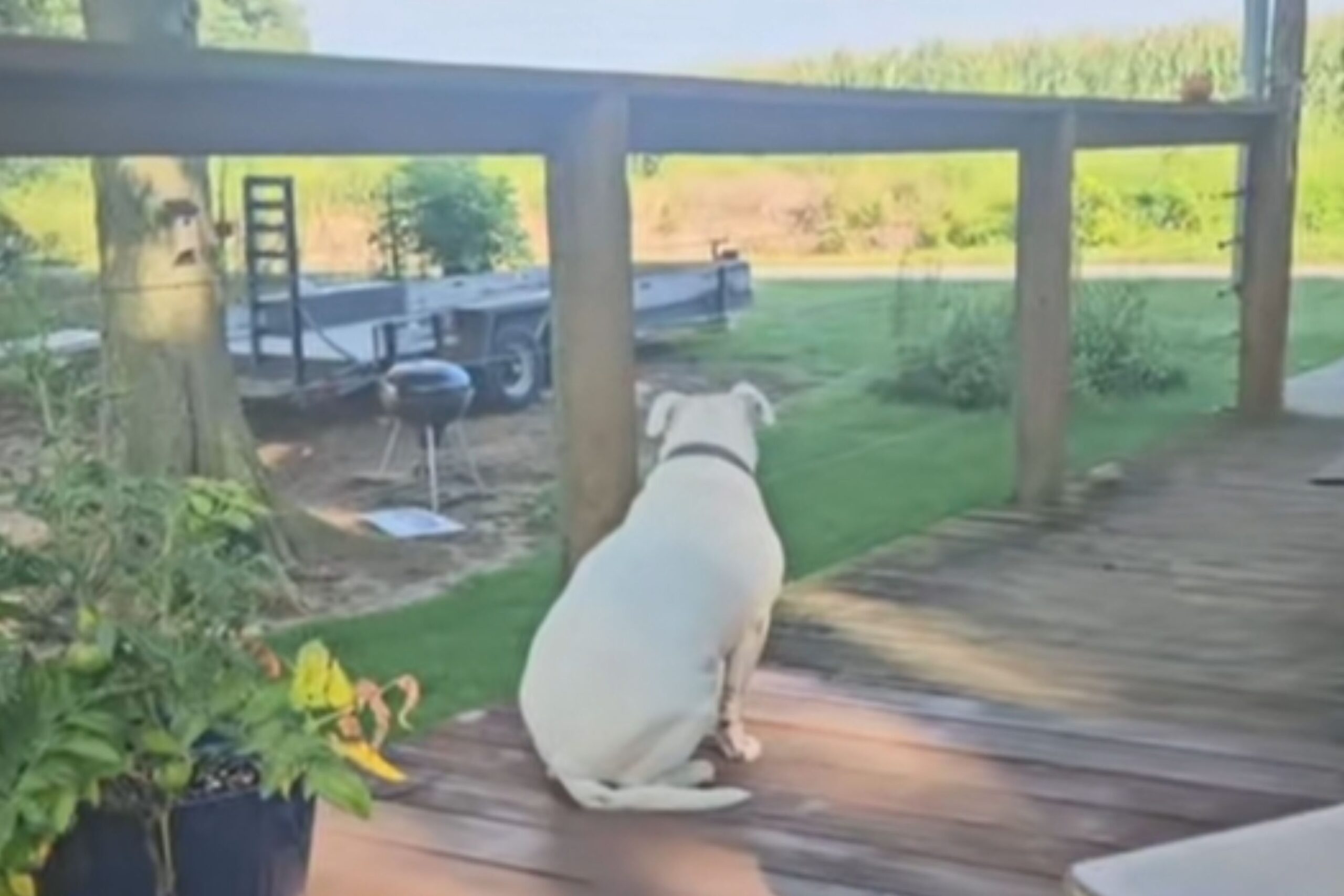 Dog’s Hearing Dilemma: Is Mabel Deaf or Just Selectively Ignoring?