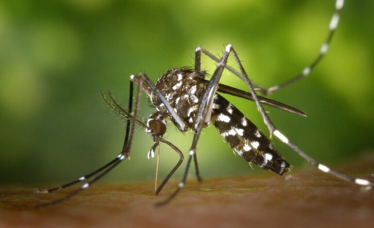 First Human Case of West Nile Virus This Year in Washington