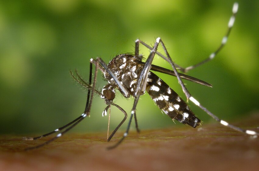 First Human Case of West Nile Virus This Year in Washington