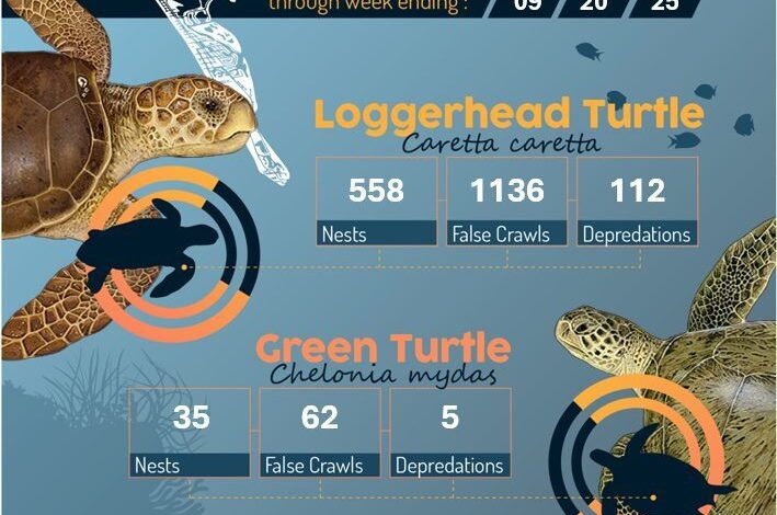 Florida Sea Turtle Patrol Reports No New Nests Since August