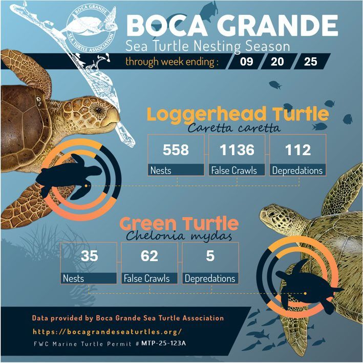 Florida Sea Turtle Patrol Reports No New Nests Since August
