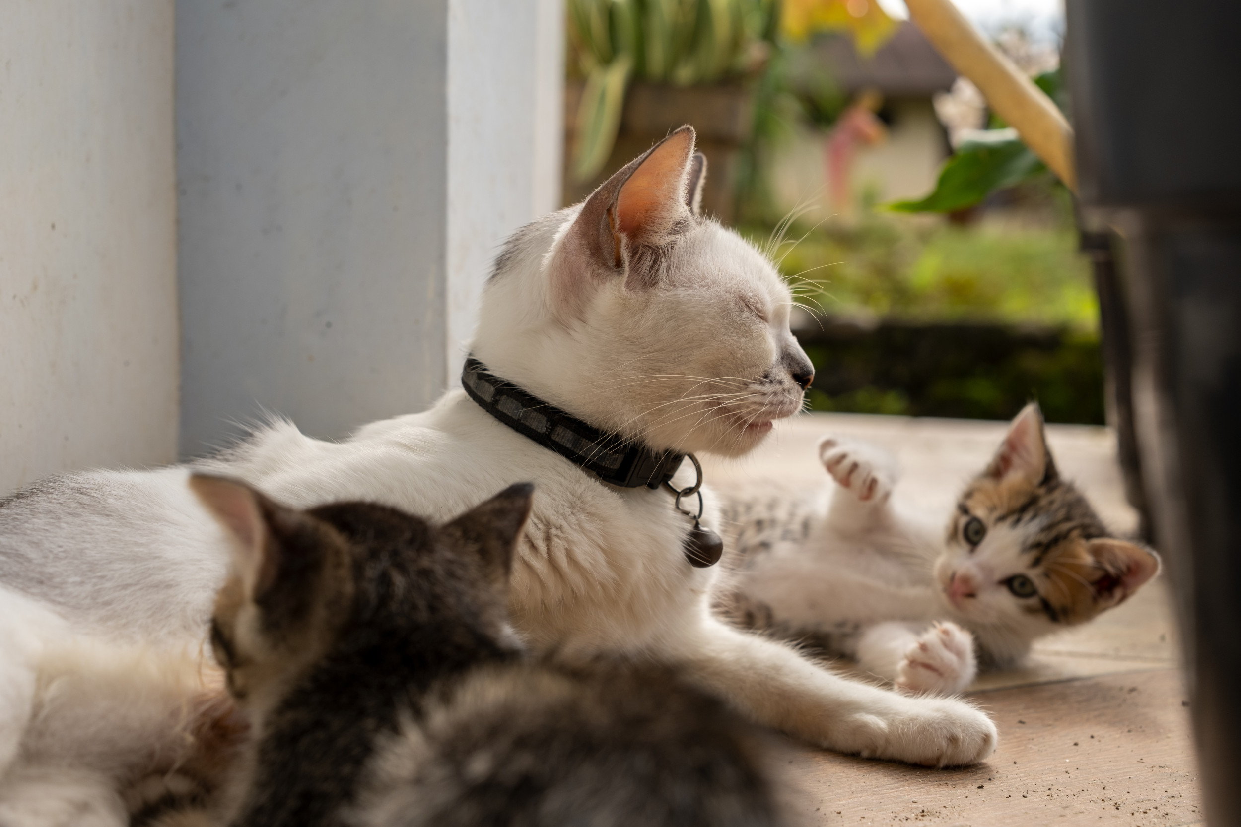 Heartwarming TikTok Shows Cat Mama Accepting Orphan Kitten