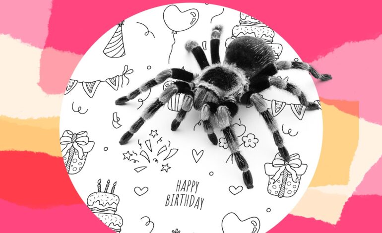 Husband Surprises Son with Tarantula; Mother Outraged Over Secret Gift