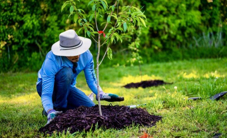 Join Friends of the Wissahickon for Urgent Tree Planting Days