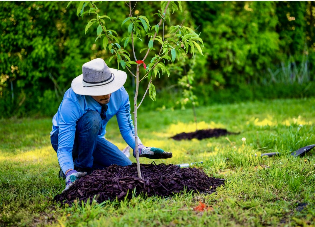 Join Friends of the Wissahickon for Urgent Tree Planting Days
