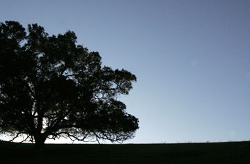 Join the Anza Trail Moonlight Walk This Weekend at 5 PM!