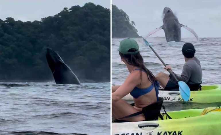 Kayakers Experience Thrilling Encounter with Humpback Whales