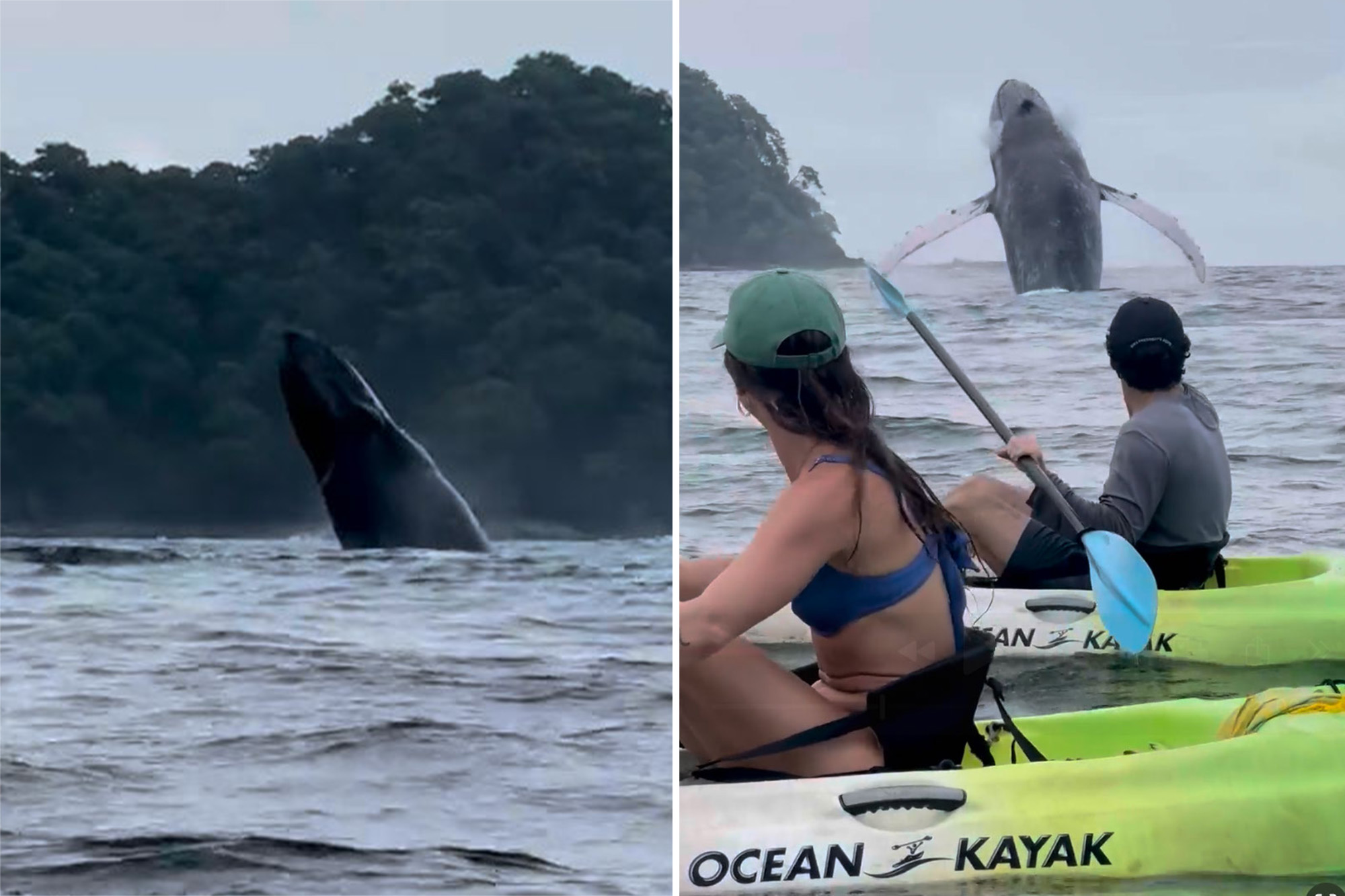 Kayakers Experience Thrilling Encounter with Humpback Whales
