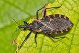 Kissing Bugs Spread Chagas Disease: A Growing U.S. Health Concern