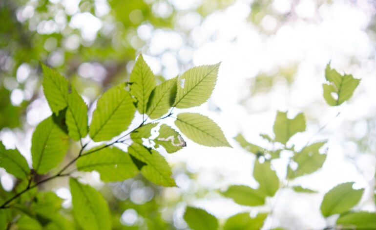 Nature Therapy: New Approach to Combat Anxiety and Stress Now