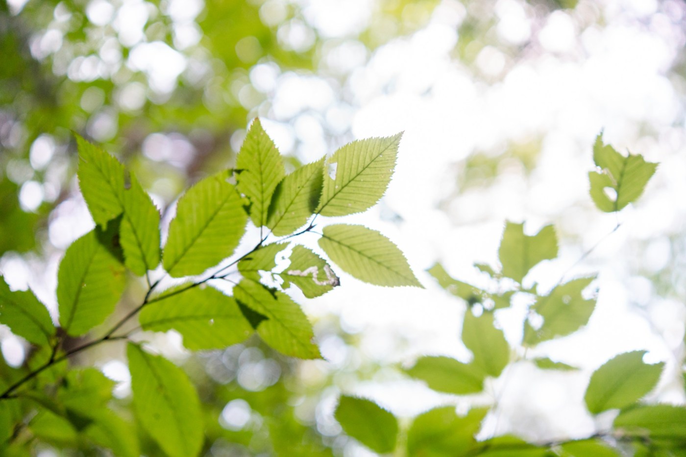 Nature Therapy: New Approach to Combat Anxiety and Stress Now