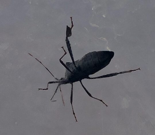 Oklahoma Woman Faces Bug Infestation, Fears Kissing Bugs
