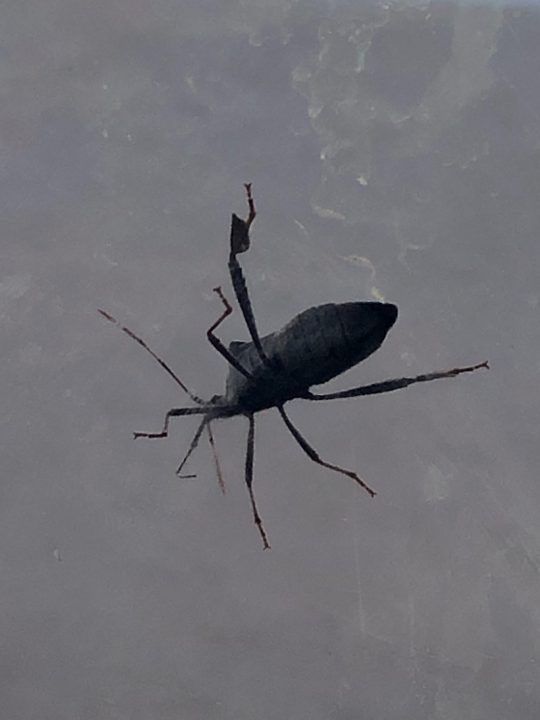 Oklahoma Woman Faces Bug Infestation, Fears Kissing Bugs