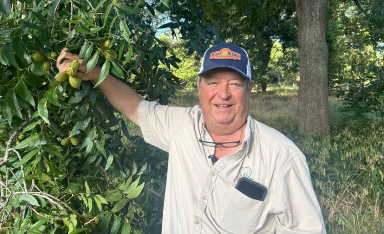 Pecan Farmer Transforms Orchard with Innovative Practices