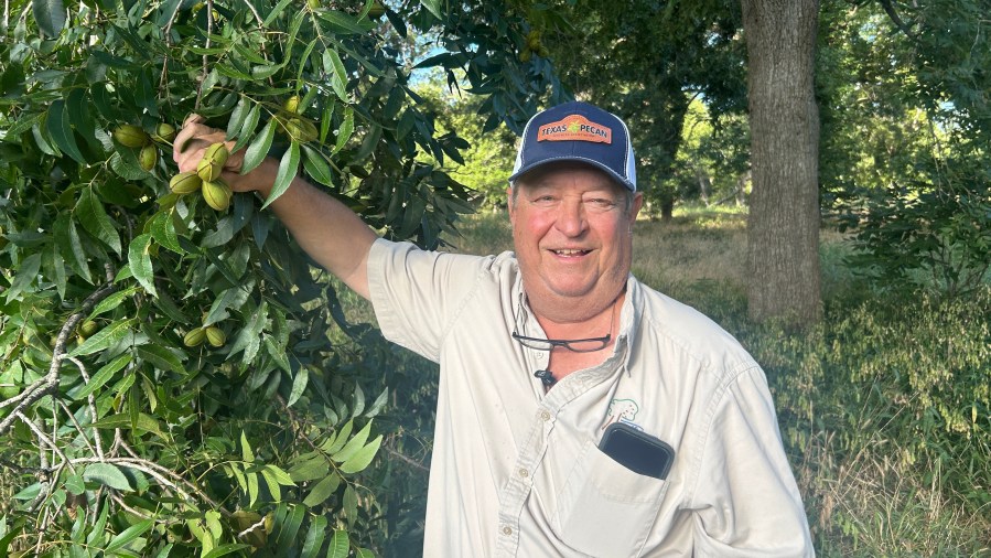 Pecan Farmer Transforms Orchard with Innovative Practices