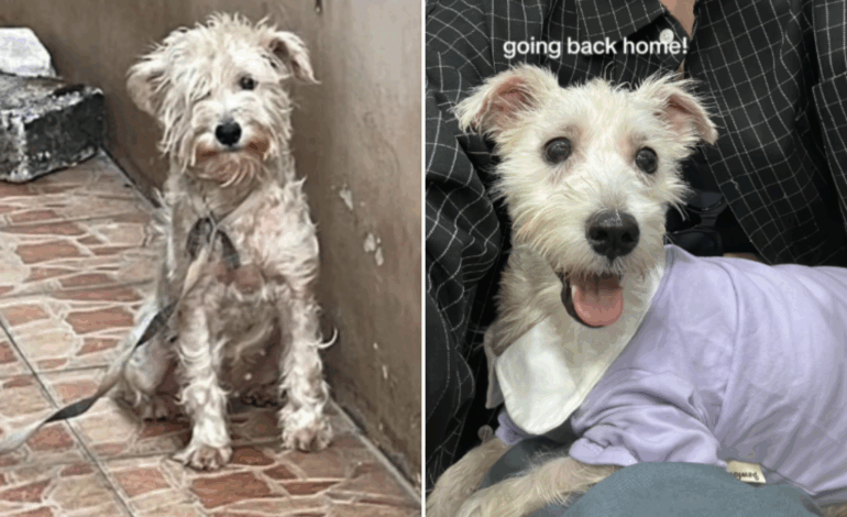 Rescue Dog Transforms After 4 Years of Neglect, Finds Home