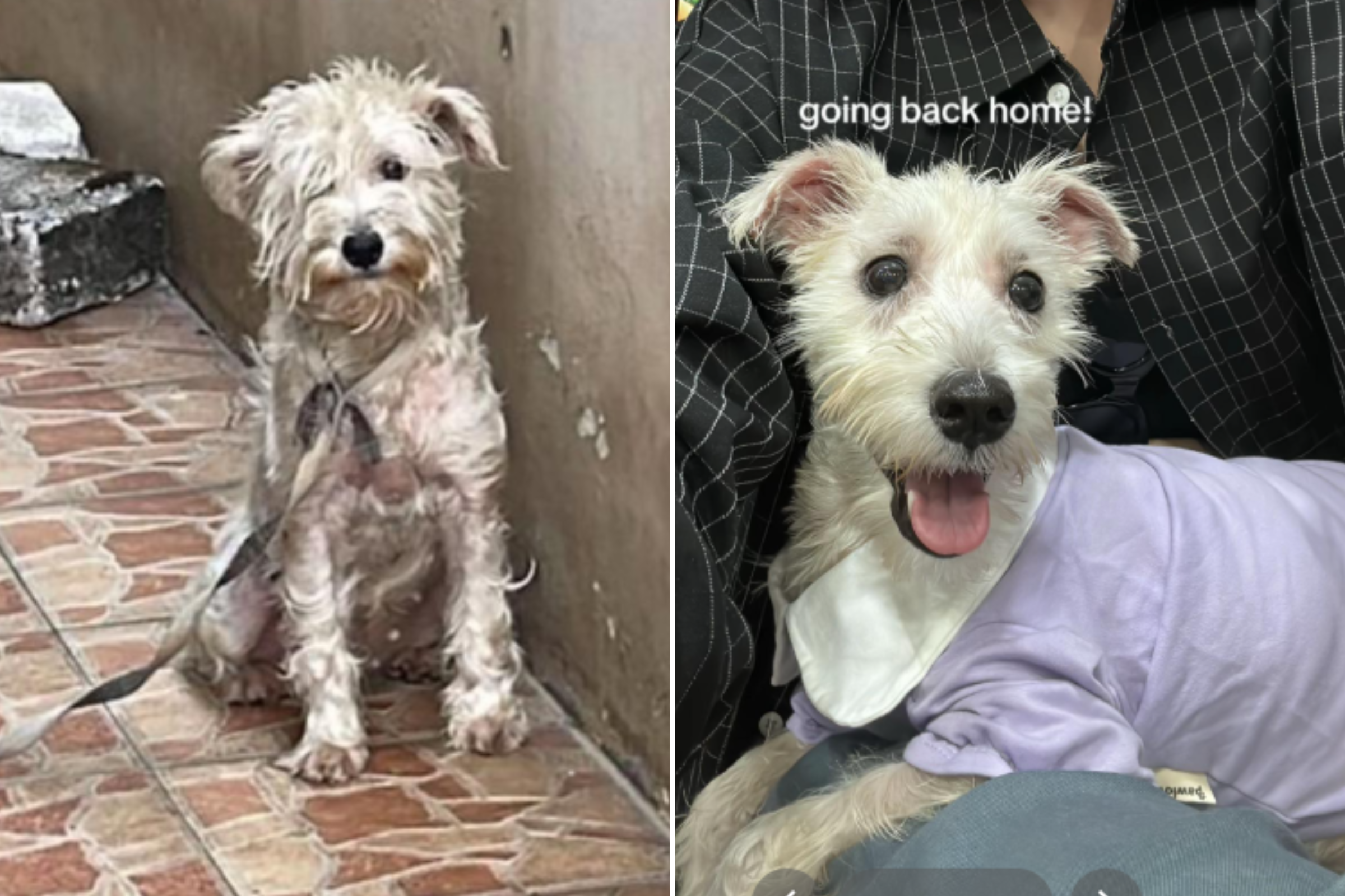 Rescue Dog Transforms After 4 Years of Neglect, Finds Home