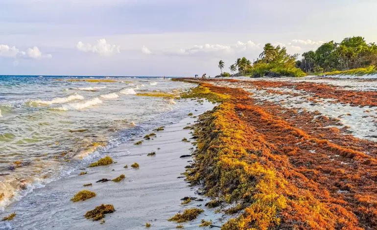 Researchers Transform Sargassum Seaweed into Eco-Friendly Building Materials