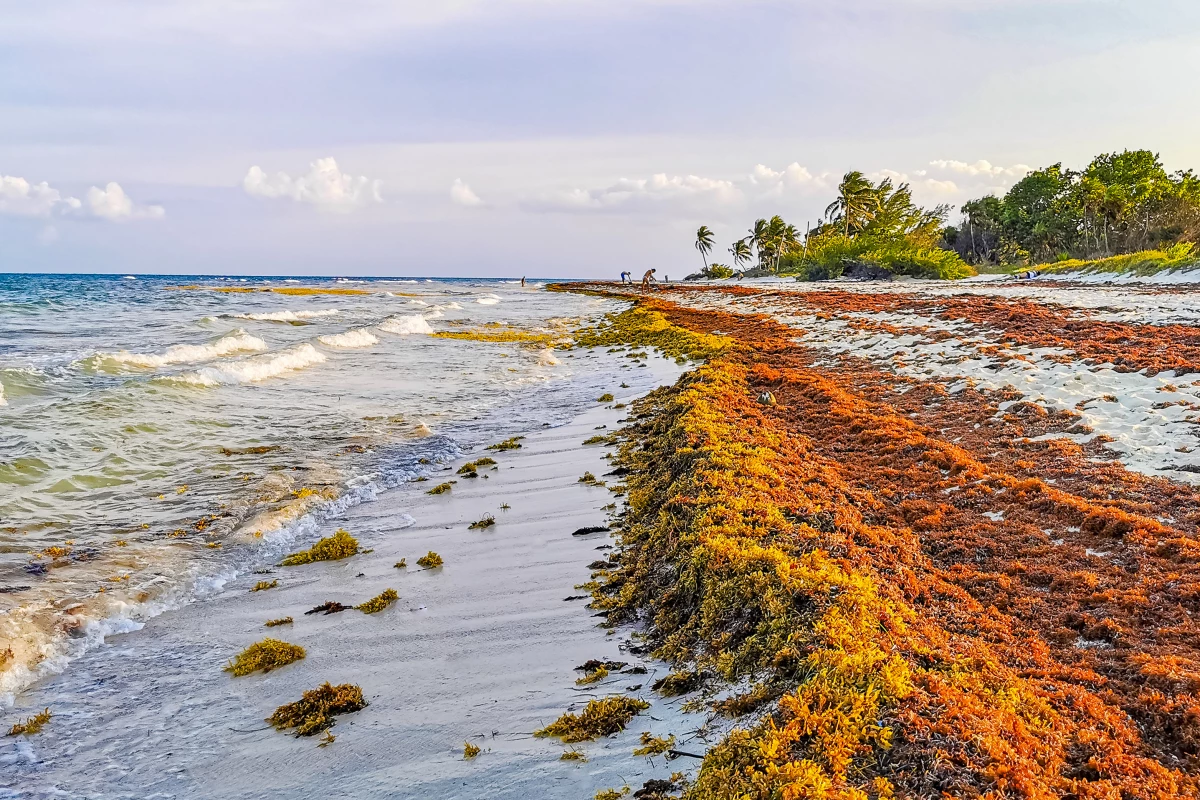 Researchers Transform Sargassum Seaweed into Eco-Friendly Building Materials