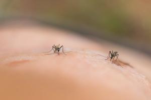 Researchers Uncover Why Mosquitoes Prefer Some Festivalgoers
