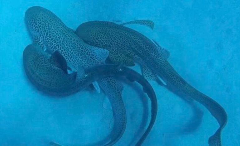 Scientists Capture Rare Leopard Shark Mating Sequence on Camera