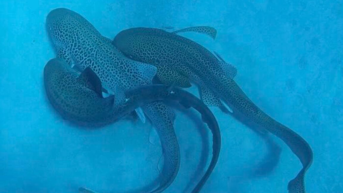 Scientists Capture Rare Leopard Shark Mating Sequence on Camera