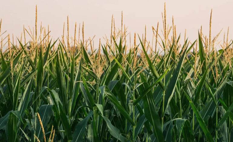 Scientists Develop Bioplastics from Agricultural Waste for Recycling