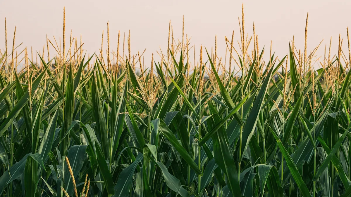 Scientists Develop Bioplastics from Agricultural Waste for Recycling