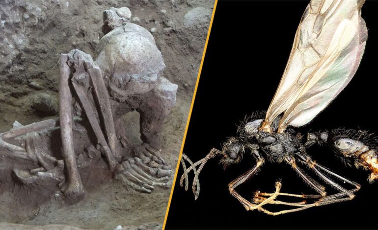 Scientists Unveil Oldest Mummies and Unique Ant Reproductive Methods