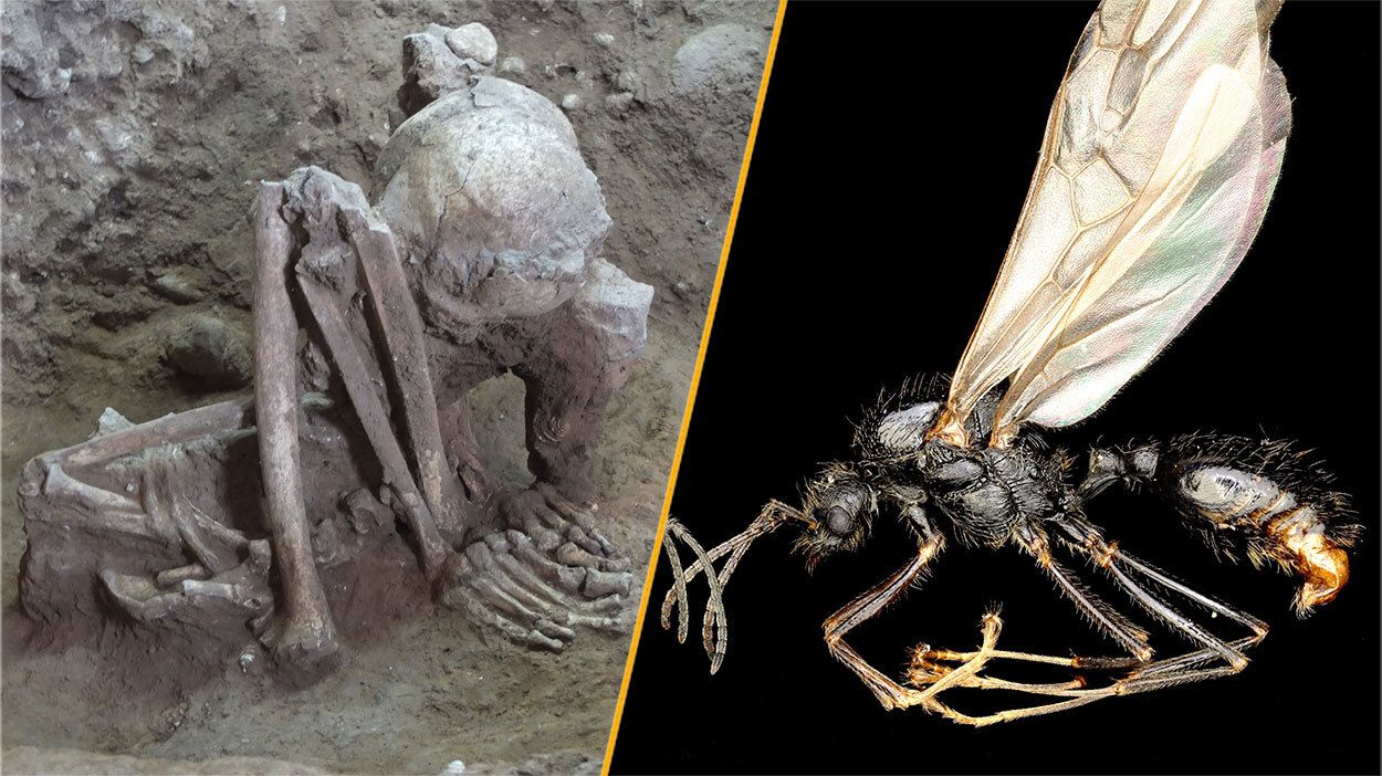 Scientists Unveil Oldest Mummies and Unique Ant Reproductive Methods