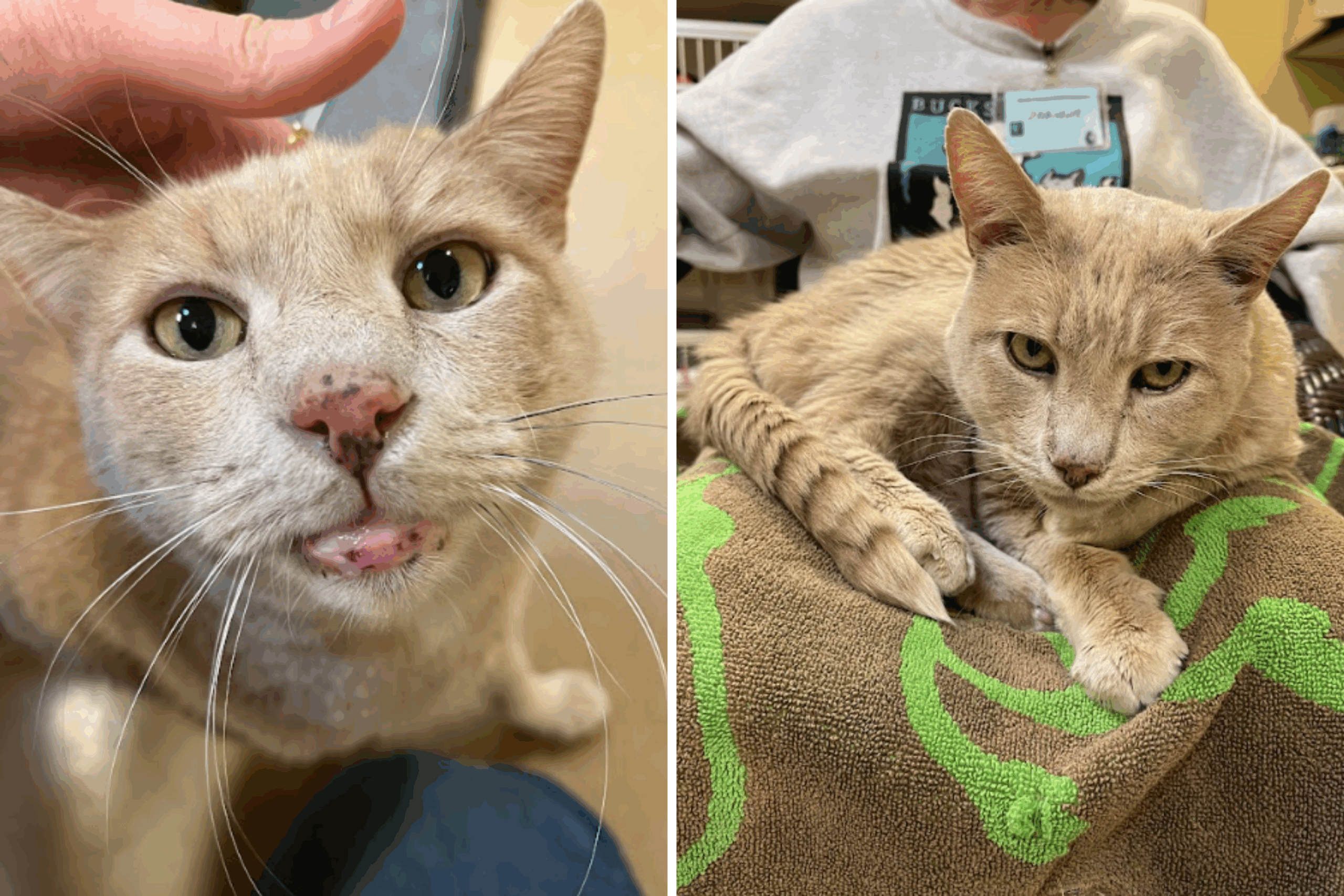 Senior Cat Archie Finds Forever Home After Abandonment Journey